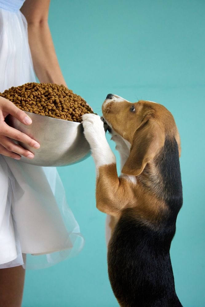 Dog Dryfood